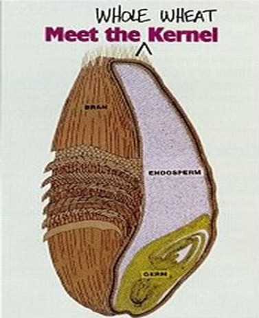 wheat diagram parts