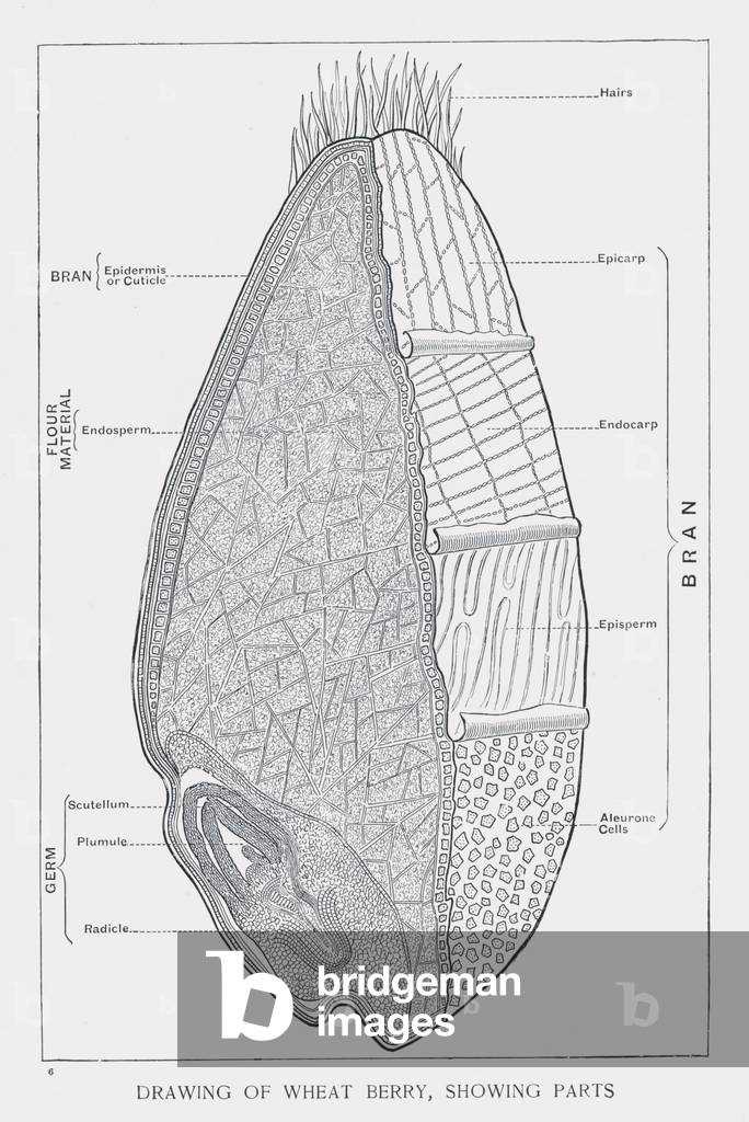 wheat diagram parts