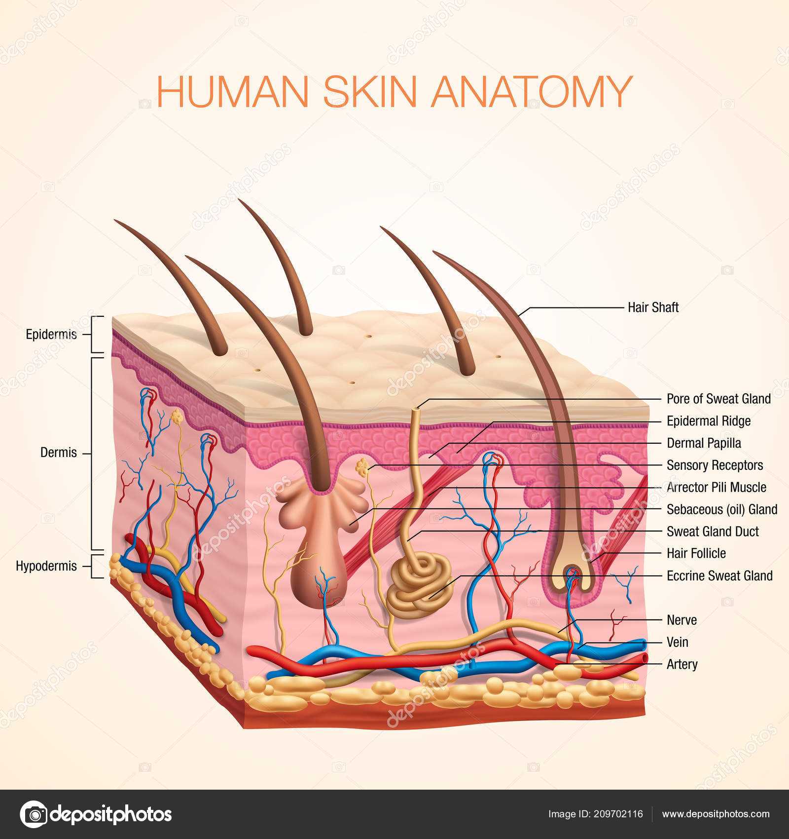 parts of the skin diagram