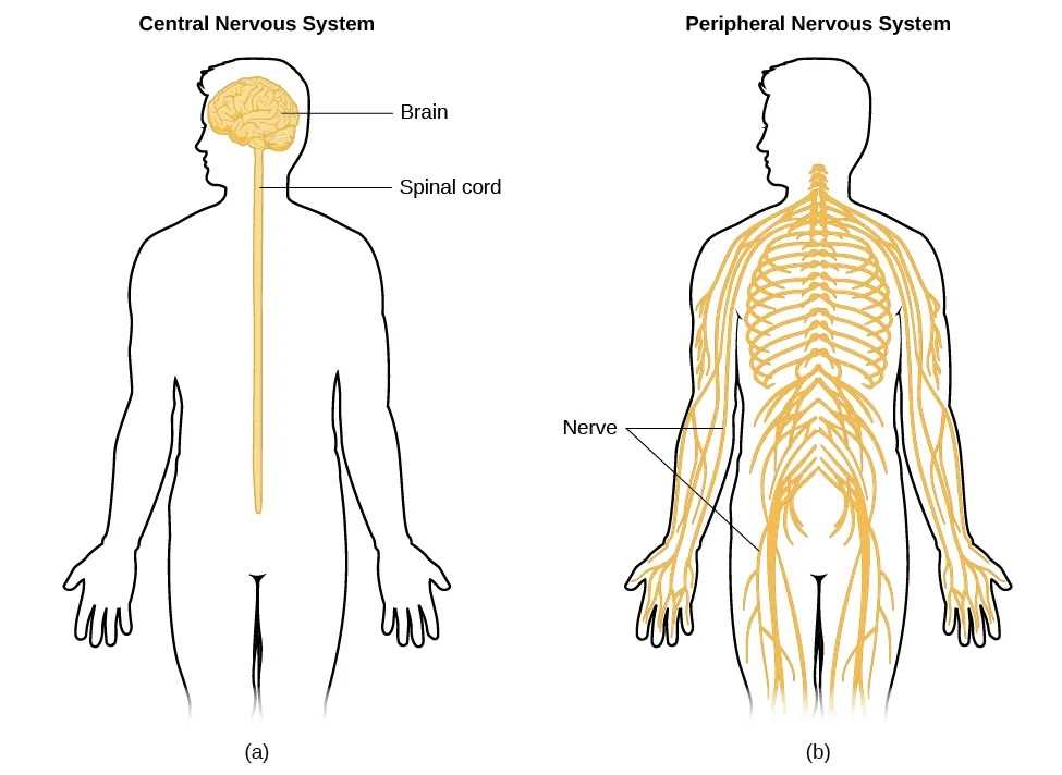 parts of the nervous system diagram