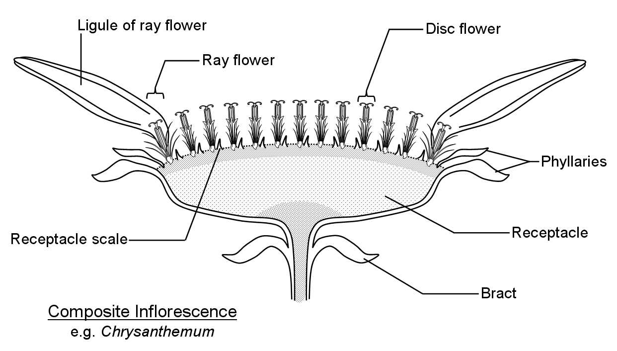 parts of a daisy flower diagram