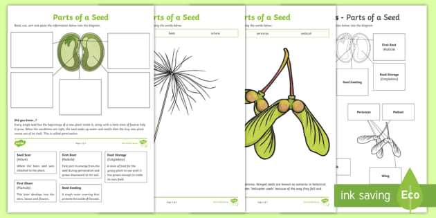 diagram parts of a seed