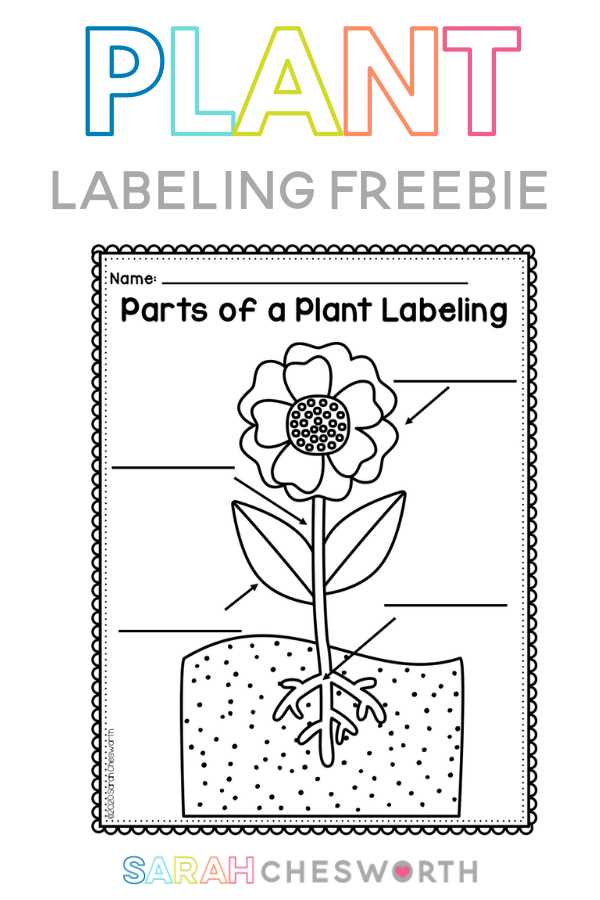 plant parts diagram worksheet