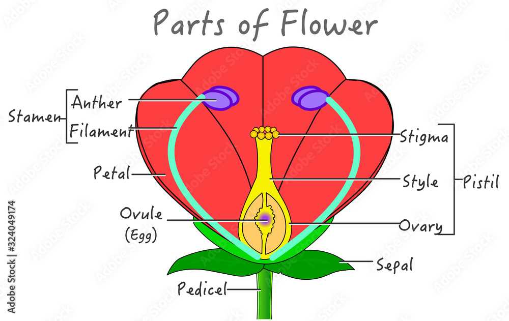 diagram flower parts