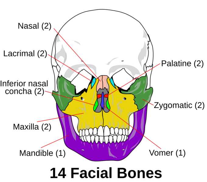 parts of the skull diagram