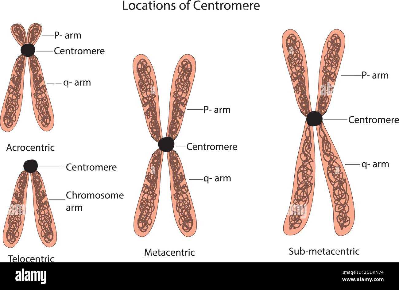 parts of a chromosome diagram