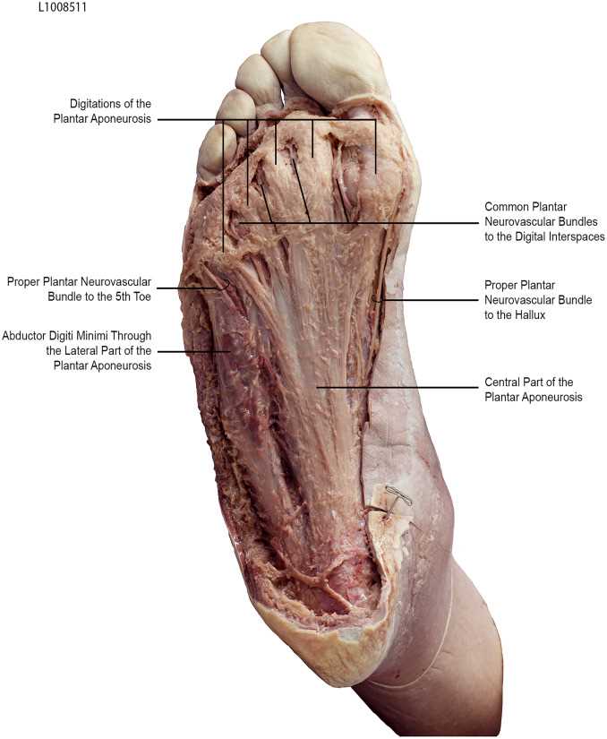 foot diagram body parts