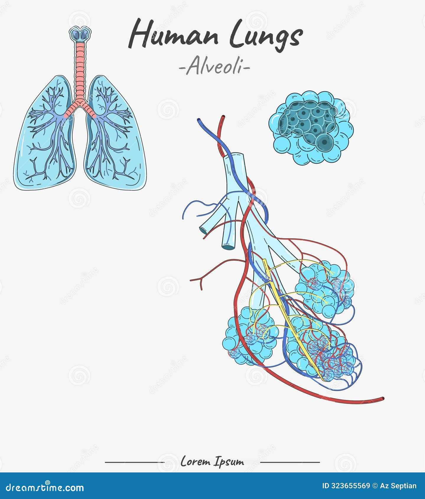 lung parts diagram