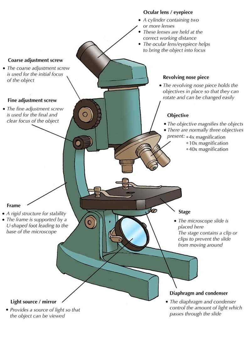 parts of the microscope diagram