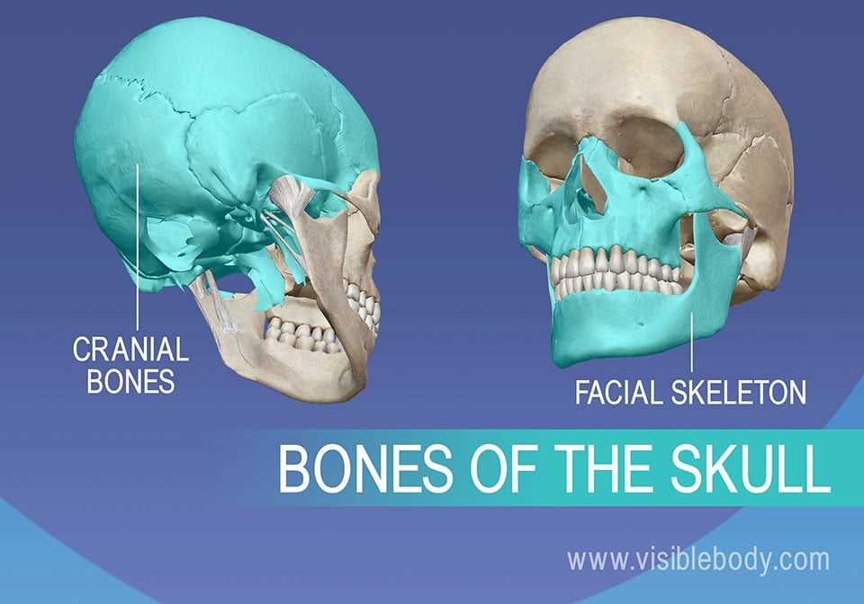 parts of the skull diagram