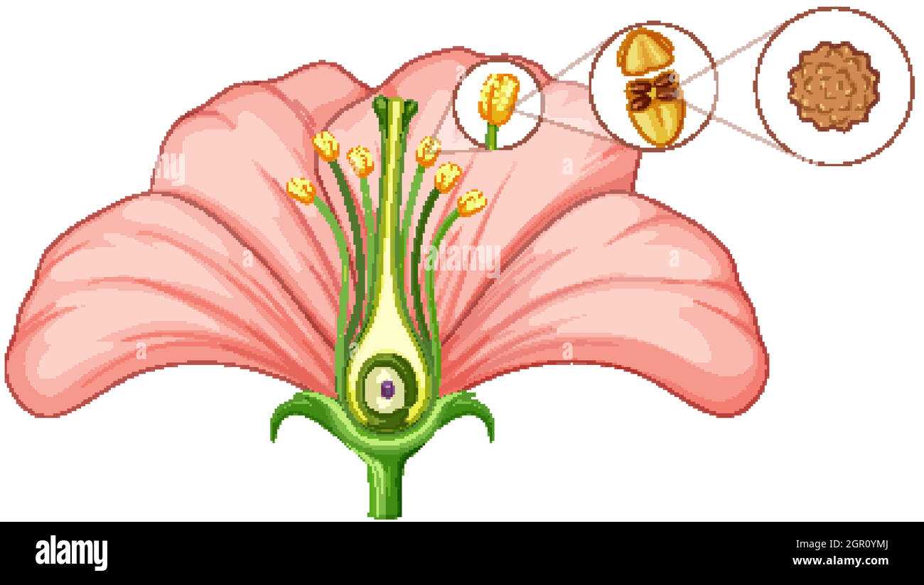 diagram flower parts