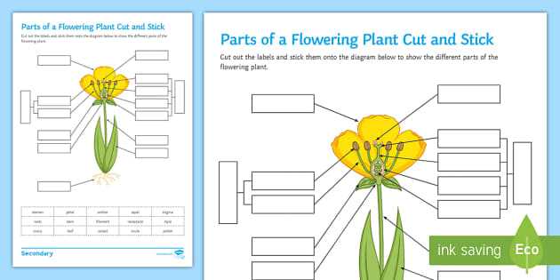 parts of a flower diagram quiz