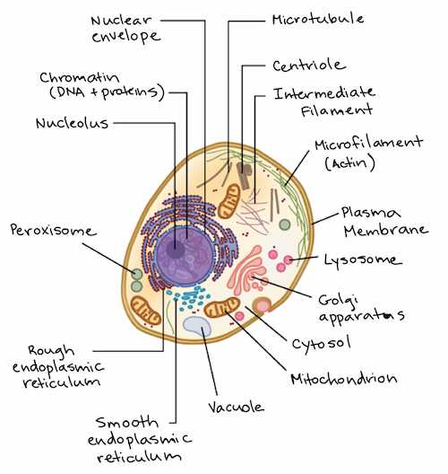 animal cell diagram parts