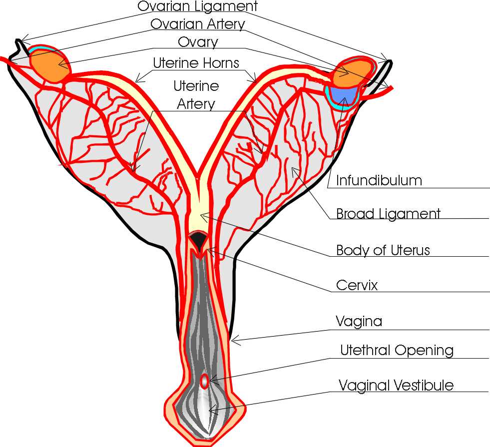 female cat body parts diagram