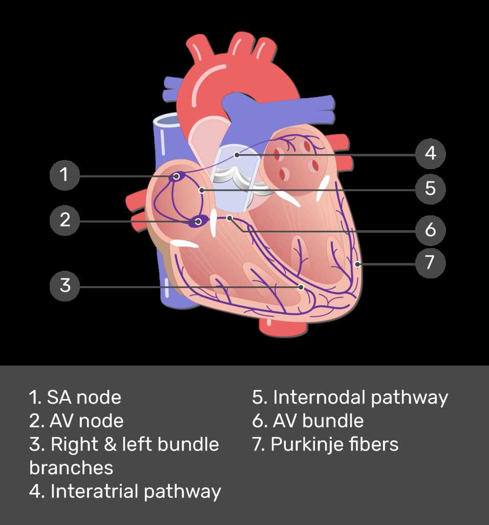 parts of the heart blank diagram