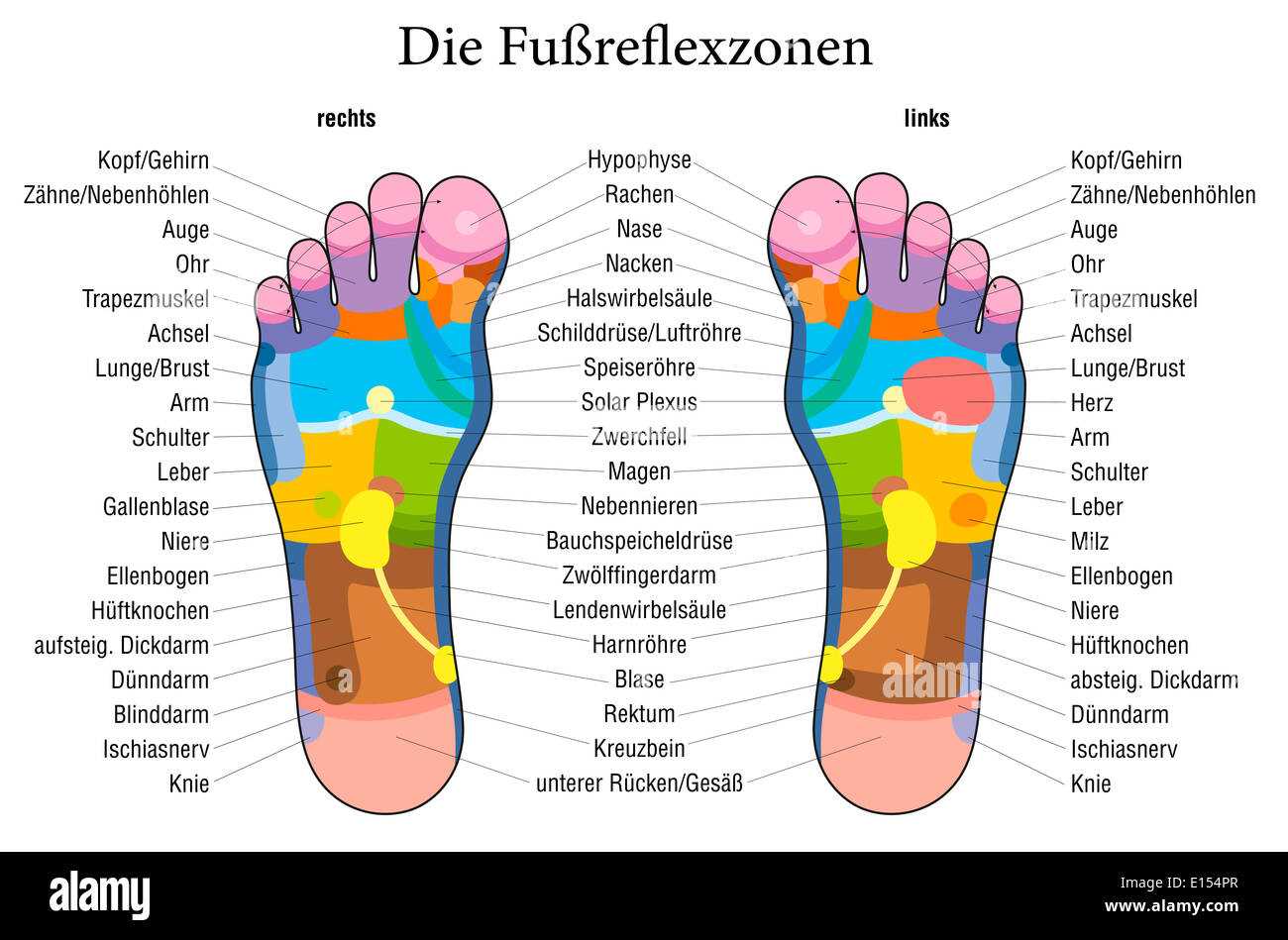 foot diagram body parts