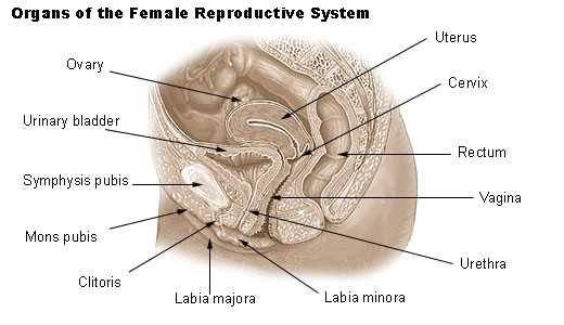 parts of vulva diagram