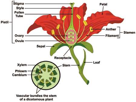 parts of a flower diagram blank